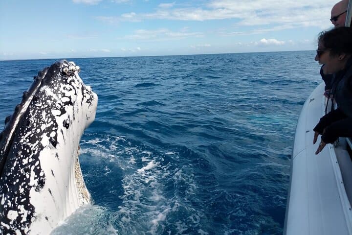 Hervey Bay Ultimate Whale Watching Cruise — Platypus Bay Humpback Encounters