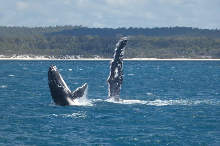 Hervey Bay Ultimate Whale Watching Cruise — Platypus Bay Humpback Encounters photo 4