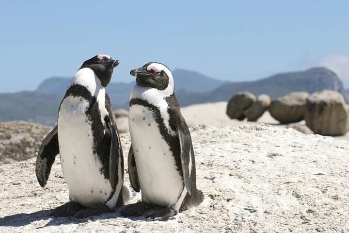 Durban to Cape Town in 7 Days: Garden Route, Drakensberg & Addo Essentials photo 2