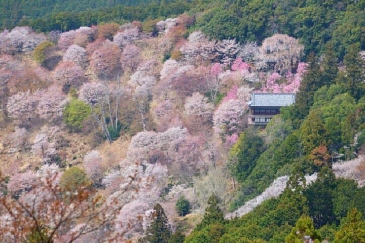 Mt Yoshino & Mt Koya 2-Day Cherry Blossom and Temple Lodging Tour from Osaka photo 3