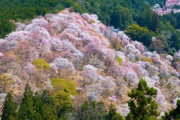 Mt Yoshino & Mt Koya 2-Day Cherry Blossom and Temple Lodging Tour from Osaka photo 2