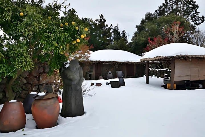 Jeju East Winter: Snow, Camellias & Mandarin-Picking Day Tour photo 3