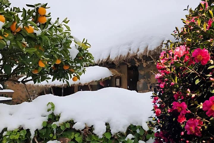 Jeju East Winter: Snow, Camellias & Mandarin-Picking Day Tour photo 2