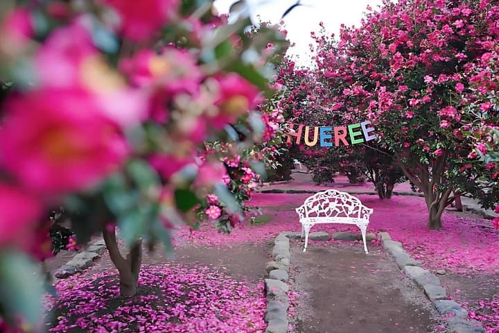 Jeju East Winter: Snow, Camellias & Mandarin-Picking Day Tour photo 1