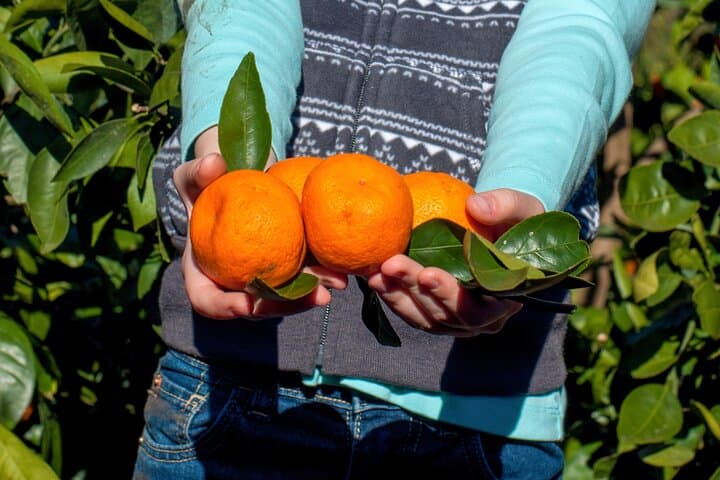 Jeju West South Winter Tour: Exploring Snow, Camellias & Mandarin Orchards photo 5