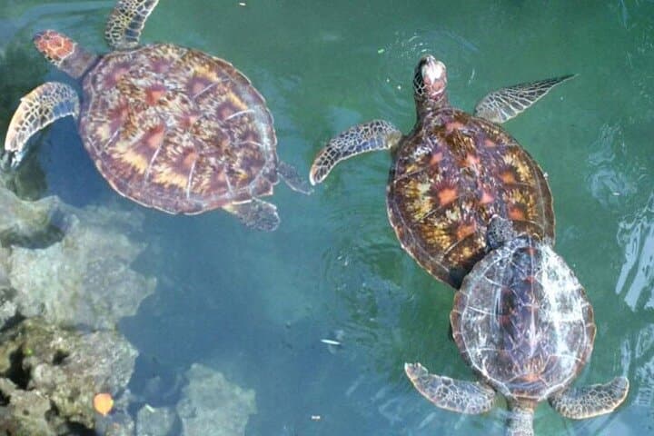 Zanzibar Full-Day Snorkeling: Mnemba Atoll, Turtle Encounter & Kendwa Sunset