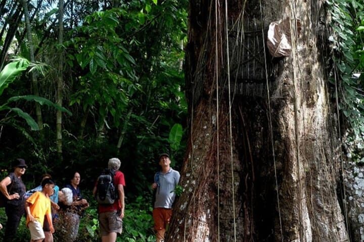 3-Day Toraja Cultural Heritage Tour from Makassar — Cliff Tombs & Rice Terraces photo 4