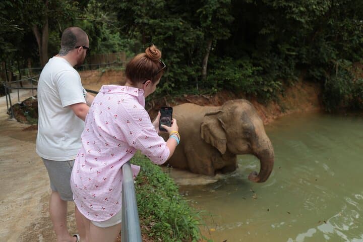 Phuket Elephant Sanctuary: Ethical Elephant Observation and Thai Cooking Experience photo 4