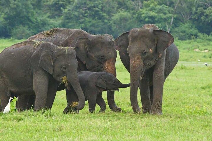 Udawalawe Safari from Mirissa — Day Trip to See Elephants & Wild Plains photo 1