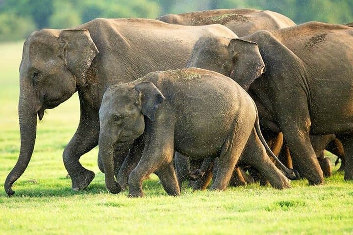Udawalawe Safari from Mirissa — Day Trip to See Elephants & Wild Plains photo 2