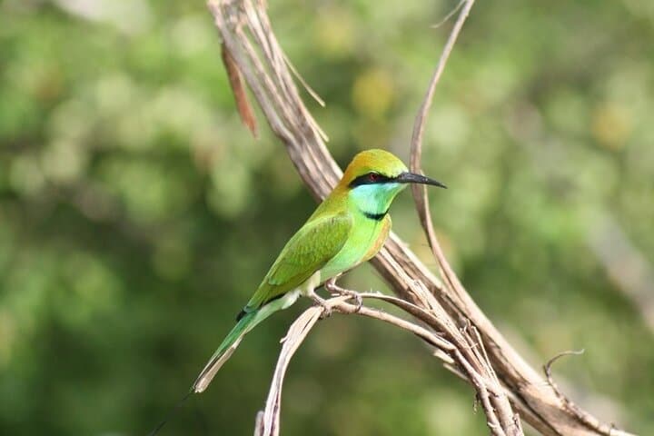 Udawalawe Safari from Mirissa — Day Trip to See Elephants & Wild Plains photo 4