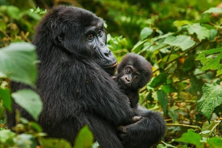3-Day Gorilla Trekking in Bwindi and Lake Bunyonyi from Kigali