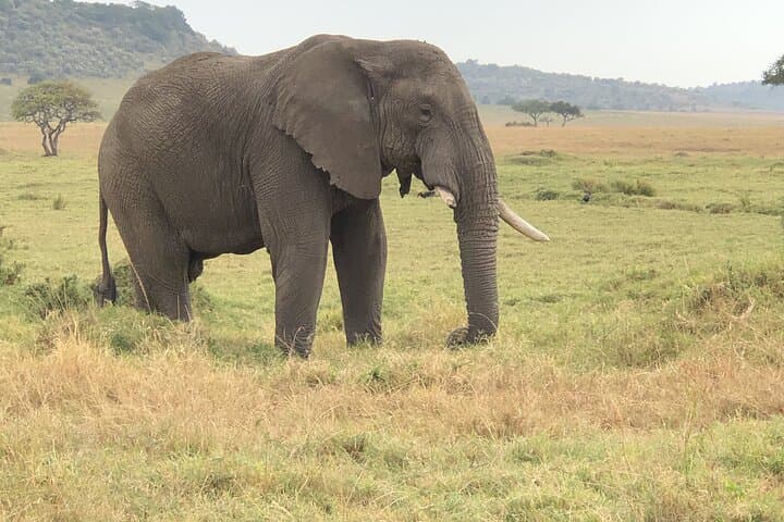 Nairobi to Masai Mara Day Trip: Wildlife Safari and Maasai Village Experience photo 4