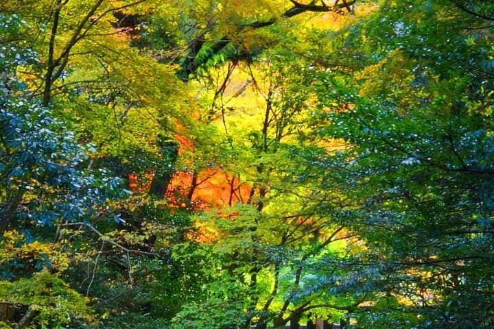 Takachiho Gorge & Shirakawa Suigen Day Tour from Fukuoka — Takachiho, Ama-no-Iwato & Local Lunch photo 5