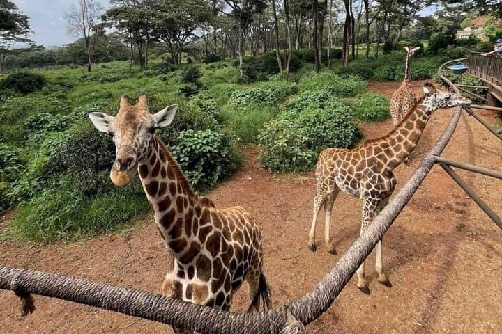 Visit Nairobi Giraffe Centre — Rothschild Giraffes & Conservation Experience photo 4