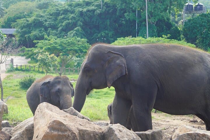 Essential Sri Lanka: 9 Days of Culture, Tea and Elephants photo 3
