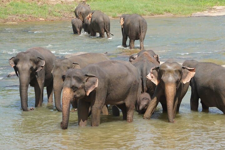 Essential Sri Lanka: 9 Days of Culture, Tea and Elephants photo 2
