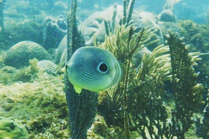 Rincon Snorkeling Adventure: Shore-Entry Snorkel in Tres Palmas Marine Reserve photo 5