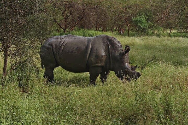 Bandia Safari and Somone Lagoon Day Trip from Dakar: Wildlife & Boat Tour