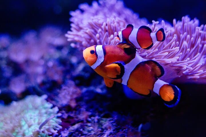 Explore Univali Oceanographic Museum Piçarras: Marine Biodiversity & Sensory Experience photo 5