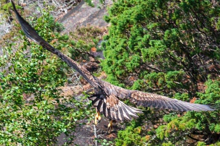 Hardangerfjord RIB Safari from Ulvik — Bridge, Waterfalls & Roadless Fjord Arms photo 6