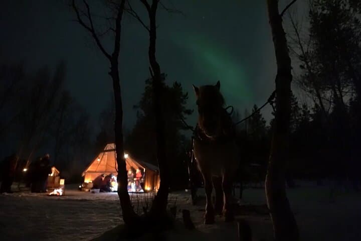 Sleigh Ride Under the Northern Lights in Alta — Aurora Dinner Safari photo 3