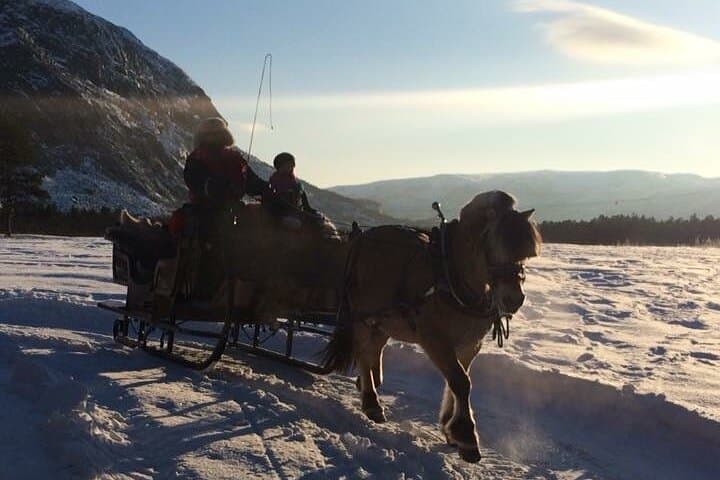 Sleigh Ride Under the Northern Lights in Alta — Aurora Dinner Safari photo 4