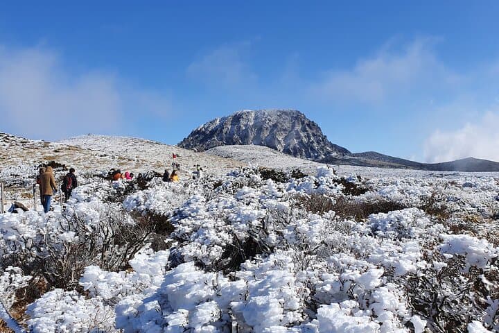 Jeju West South Winter Tour: Exploring Snow, Camellias & Mandarin Orchards photo 2