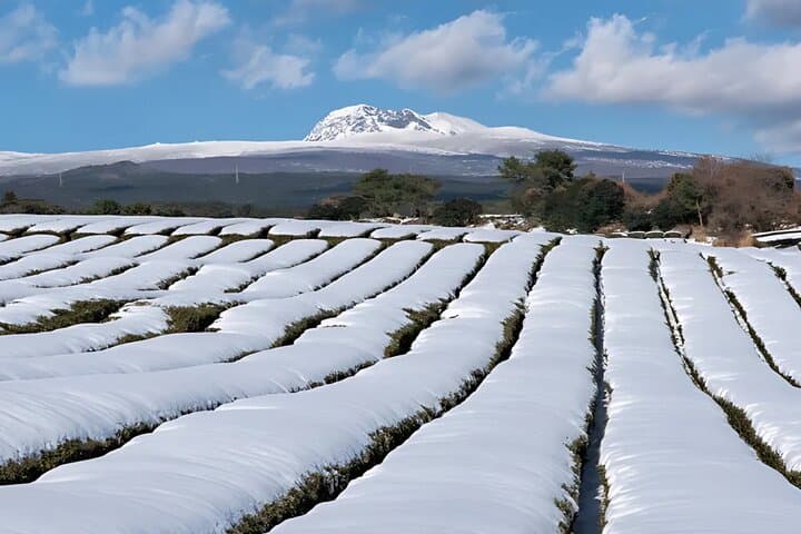 Jeju West South Winter Tour: Exploring Snow, Camellias & Mandarin Orchards photo 4