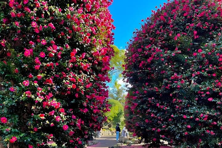 Jeju West South Winter Tour: Exploring Snow, Camellias & Mandarin Orchards