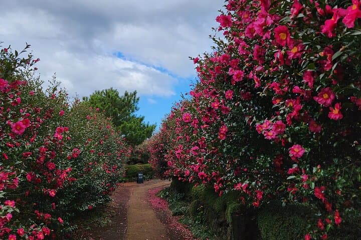 Jeju West South Winter Tour: Exploring Snow, Camellias & Mandarin Orchards photo 3