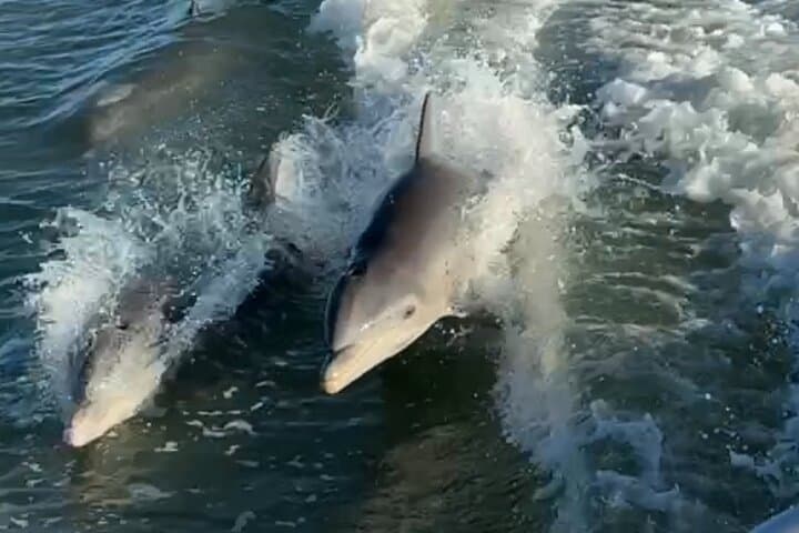 Dolphin Watching Boat Tour Around Anna Maria Island — Private 2-Hour Cruise photo 4