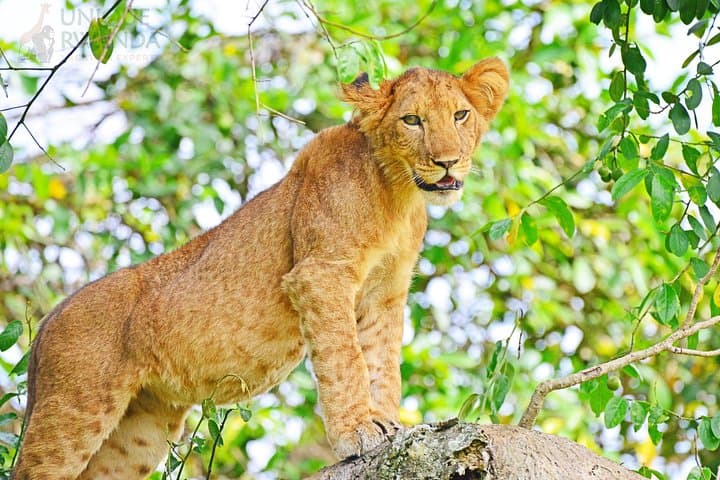 One-Day Akagera Game Drive: Private Safari to Lake Ihema from Kigali