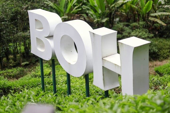 Full-Day Cameron Highlands Tour from Ipoh: Tea Plantations, Markets & Waterfalls photo 3