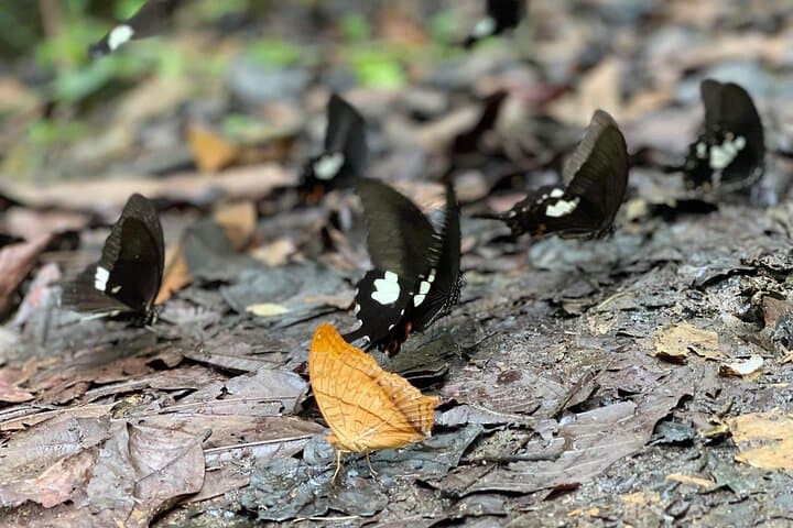 Cuc Phuong National Park Day Trek from Ninh Binh: Primate Rescue, Ancient Trees & Forest Trails photo 2