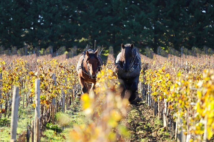 Private Pessac-Léognan and Graves Wine Tour from Bordeaux photo 2