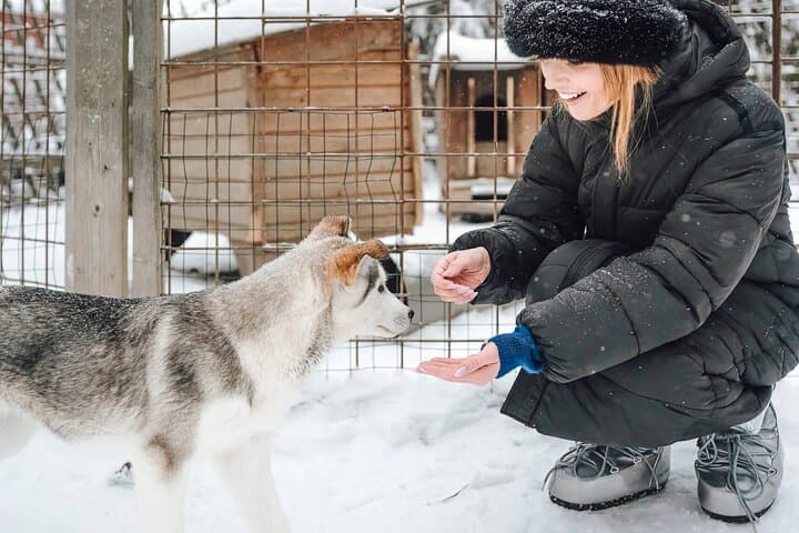 Fast & Furious: 5km Husky Sleigh Ride Through Rovaniemi's Arctic Forest photo 3