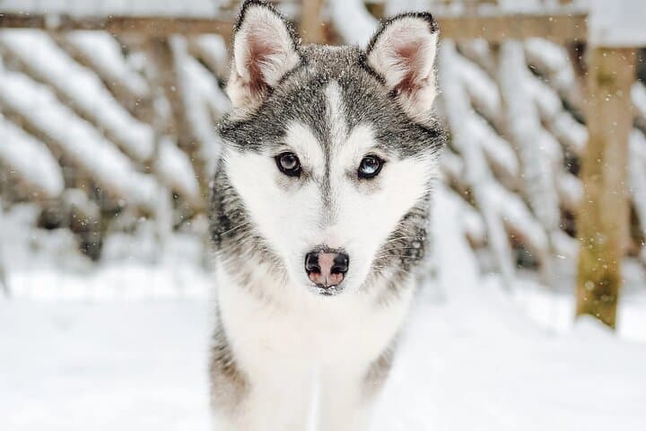 Fast & Furious: 5km Husky Sleigh Ride Through Rovaniemi's Arctic Forest photo 2