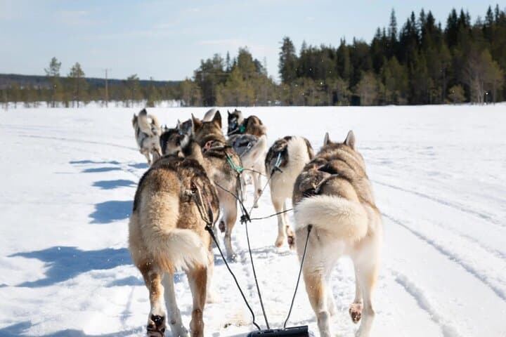 Fast & Furious: 5km Husky Sleigh Ride Through Rovaniemi's Arctic Forest photo 4