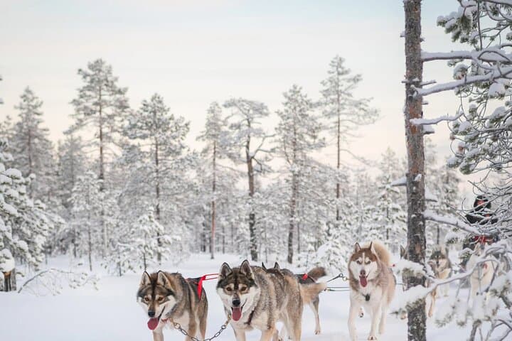 Fast & Furious: 5km Husky Sleigh Ride Through Rovaniemi's Arctic Forest photo 5
