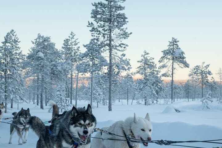 Fast & Furious: 5km Husky Sleigh Ride Through Rovaniemi's Arctic Forest photo 6