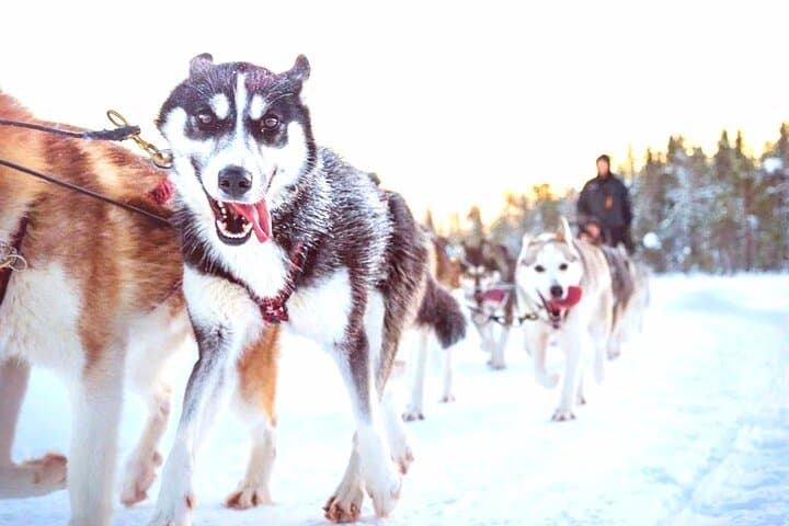 Fast & Furious: 5km Husky Sleigh Ride Through Rovaniemi's Arctic Forest