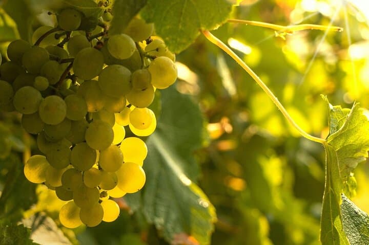 Private Vinho Verde Wine Tour from Porto — Full-Day Tasting & Lunch