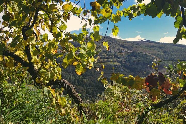 Private Vinho Verde Wine Tour from Porto — Full-Day Tasting & Lunch photo 3