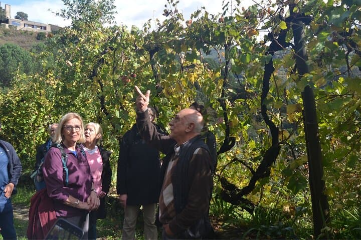 Private Vinho Verde Wine Tour from Porto — Full-Day Tasting & Lunch photo 5