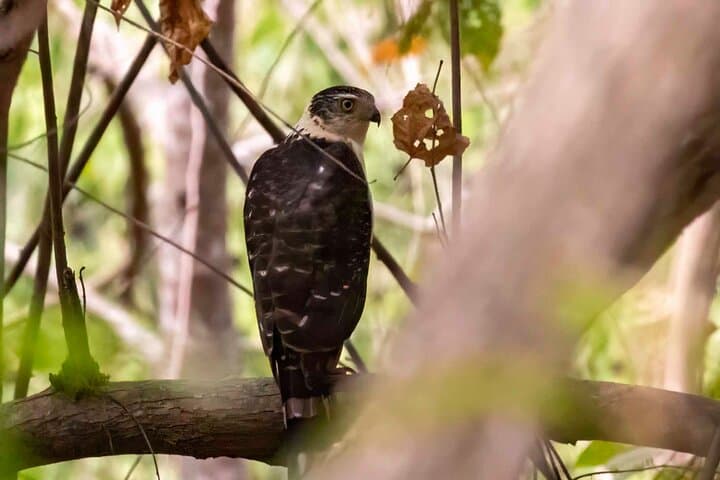 Birdwatching in Cerro Blanco Reserve: Tropical Dry-Forest Birds Near Guayaquil photo 2