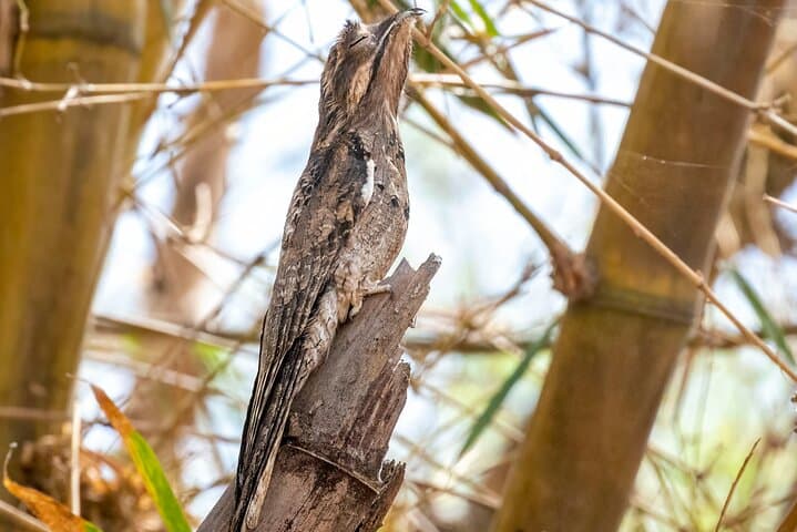Birdwatching in Cerro Blanco Reserve: Tropical Dry-Forest Birds Near Guayaquil