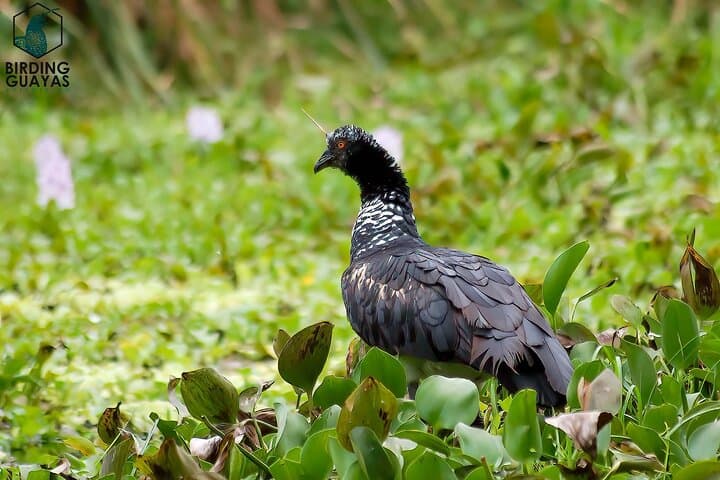 Birdwatching in Cerro Blanco Reserve: Tropical Dry-Forest Birds Near Guayaquil photo 3