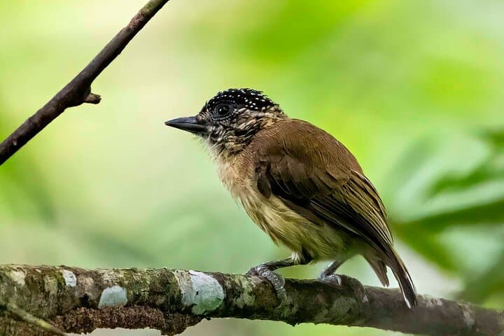 Birdwatching in Cerro Blanco Reserve: Tropical Dry-Forest Birds Near Guayaquil photo 4