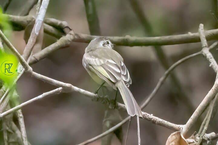 Birdwatching in Cerro Blanco Reserve: Tropical Dry-Forest Birds Near Guayaquil photo 5